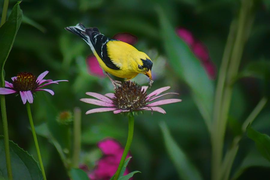 American Goldfinch - 2 Photograph by Nikolyn McDonald