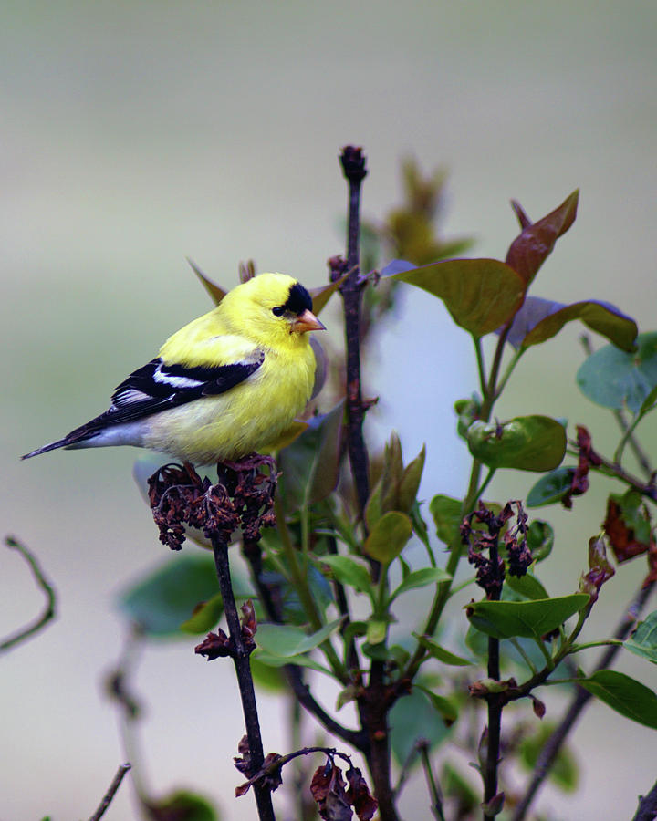 American Goldfinch #4 Photograph by Ben Upham III