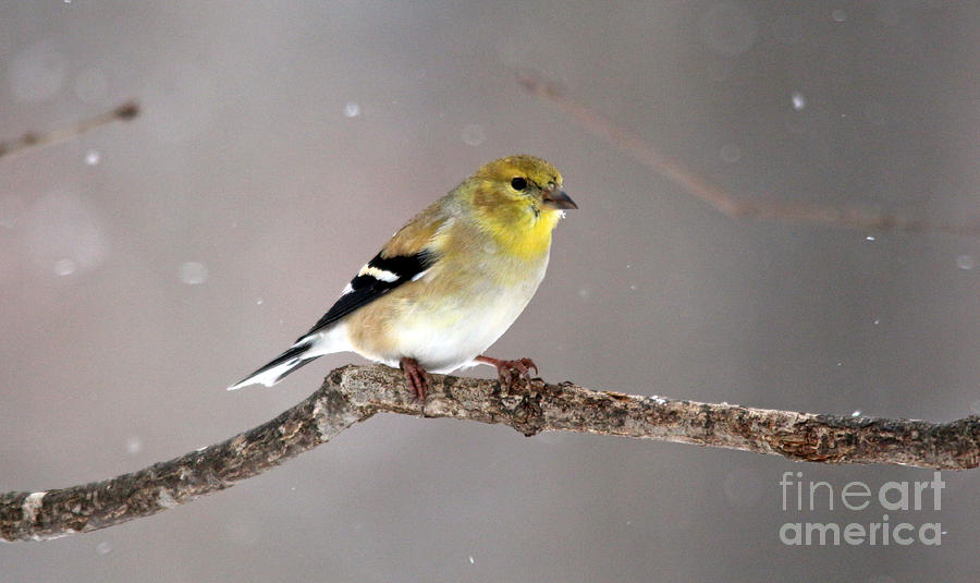 American Goldfinch 5 Photograph by Jamie Smith