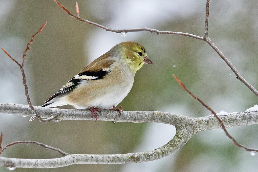 American Goldfinch 5604 Photograph by Michael Peychich