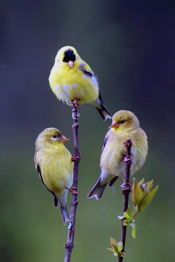 American Goldfinch #7 Photograph by Ben Upham III