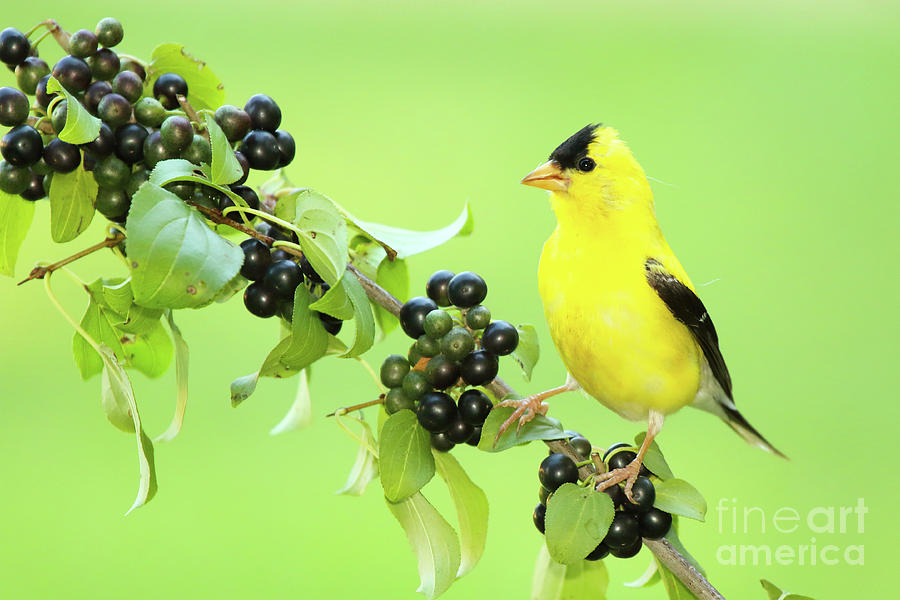 American Goldfinch Among Purple Berries Photograph by Max Allen