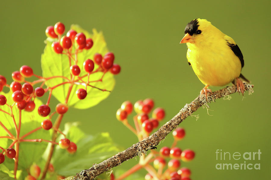 American Goldfinch Among Red Berries Photograph by Max Allen