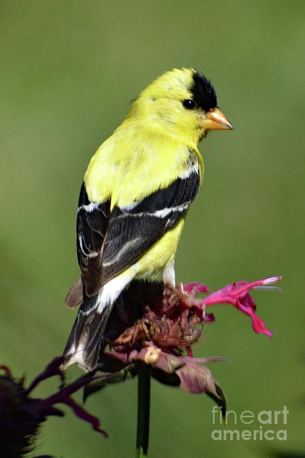 American Goldfinch On Bee Balm Photograph