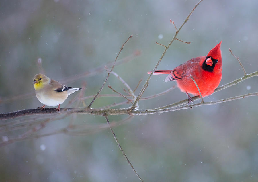 American Goldfinch and Northern Cardinal Photograph by Melinda Fawver