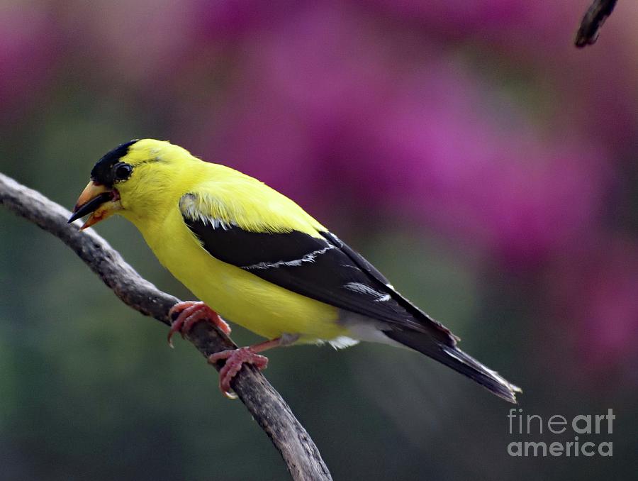 American Goldfinch And Sunflower Seed Photograph