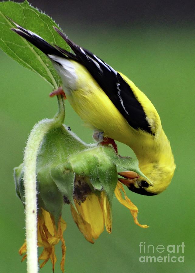 American Goldfinch And The Sunflower Photograph