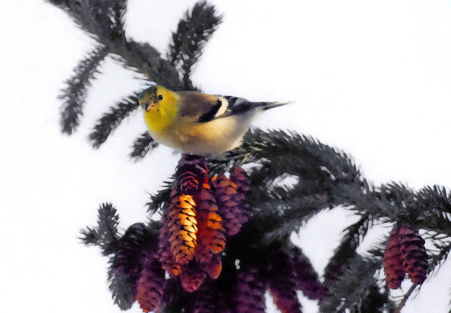 American Goldfinch Photograph by Andrea Kollo American Goldfinch Photograph by Andrea Kollo