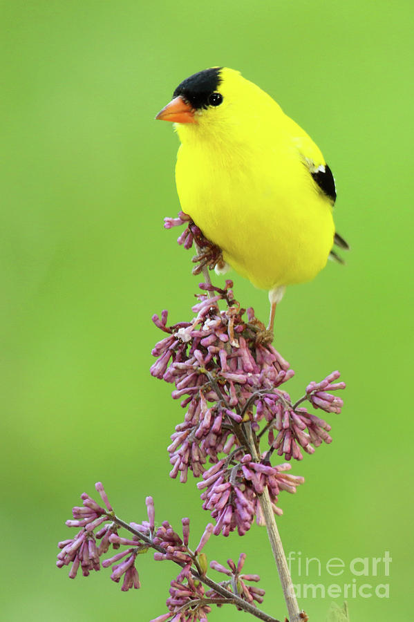 American Goldfinch Atop Purple Flowers Photograph by Max Allen
