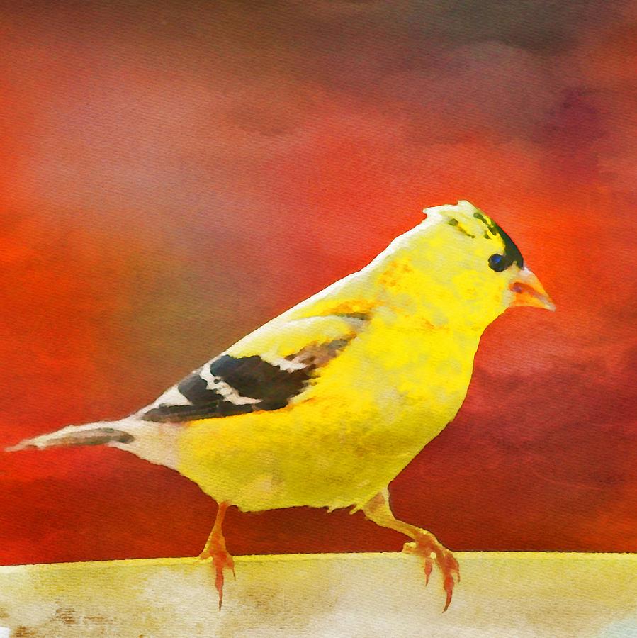 American Goldfinch Painting by Bonnie Bruno