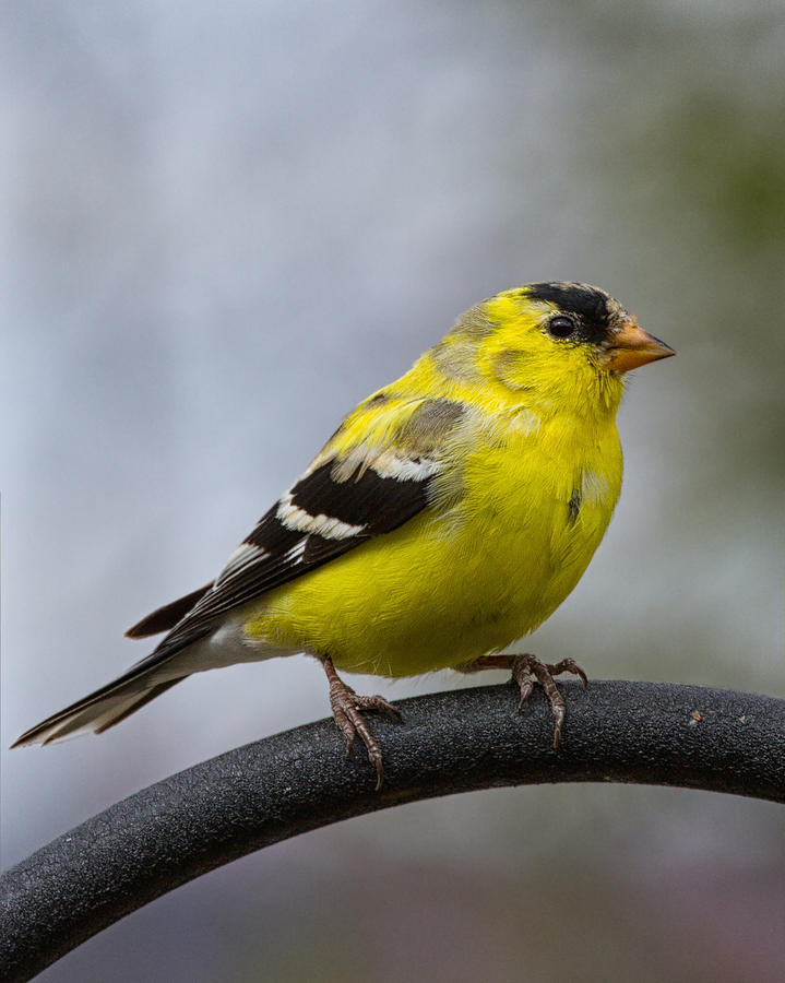 American Goldfinch Photograph by Brian Caldwell