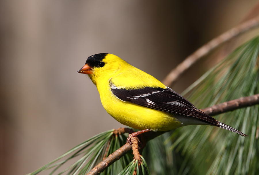 American Goldfinch Photograph by Bruce J Robinson
