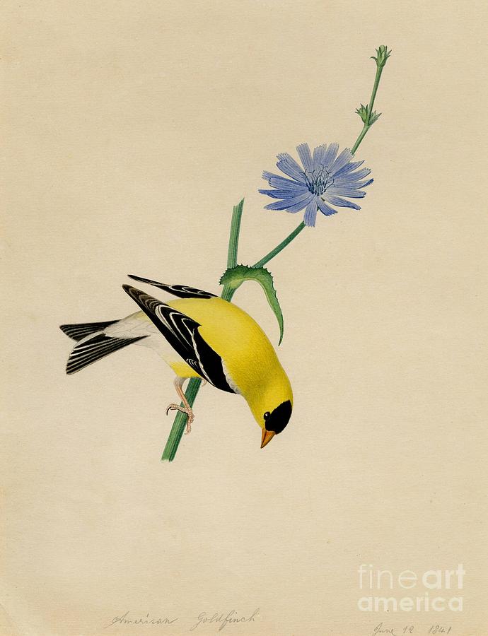 American Goldfinch Painting by Celestial Images