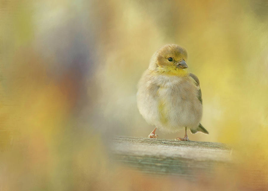 American Goldfinch Photograph by Cindi Ressler