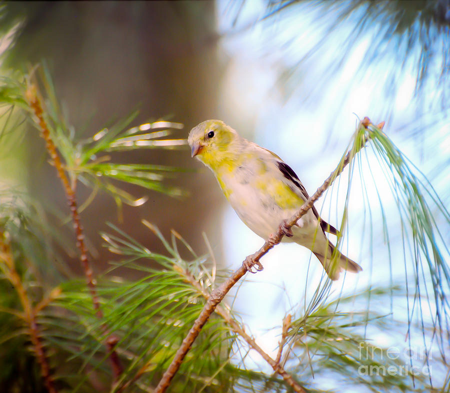 American Goldfinch Coming In To Yellow Photograph by Kerri Farley