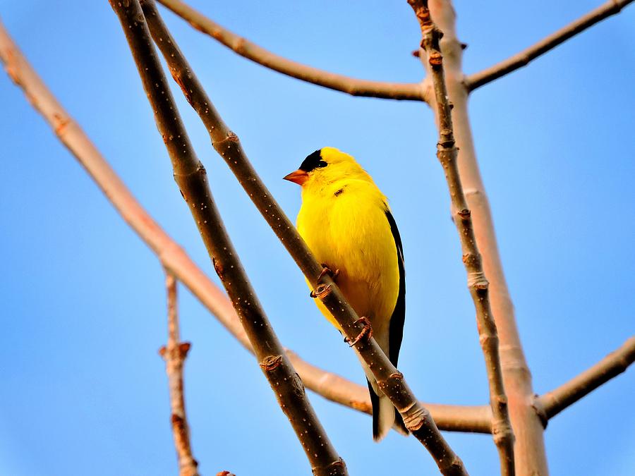 American Goldfinch Photograph by Connor Beekman