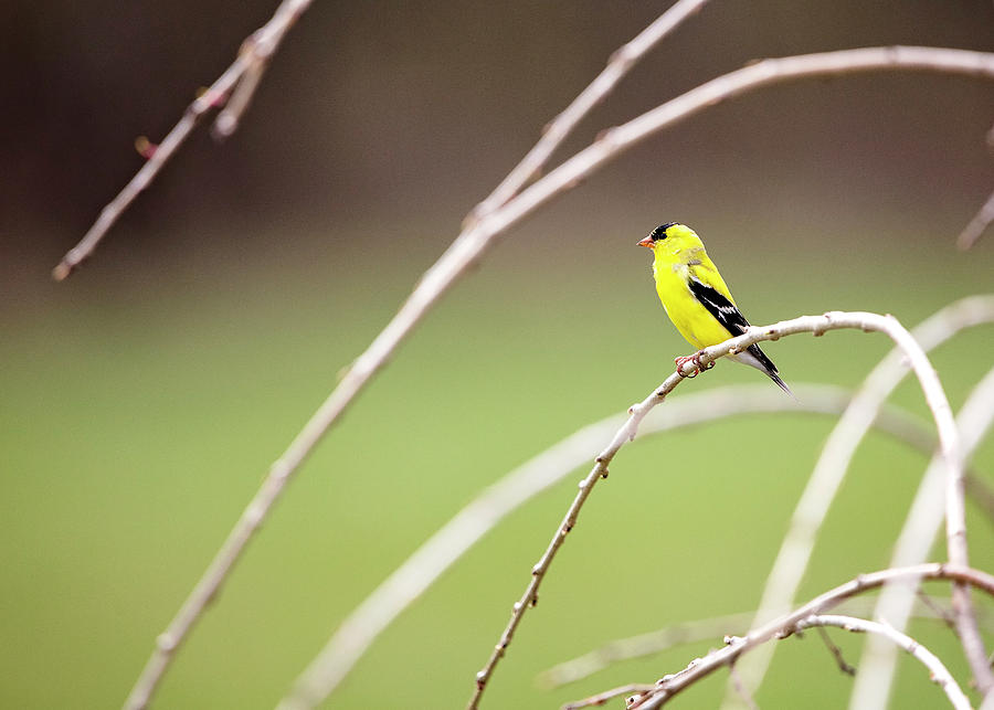 American Goldfinch Photograph by Deborah Penland