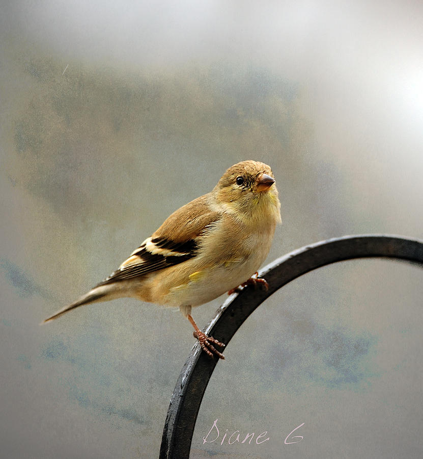 American Goldfinch Photograph by Diane Giurco