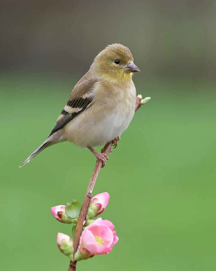Birds Photograph - American Goldfinch by Doug Herr Birds Photograph - American Goldfinch by Doug Herr