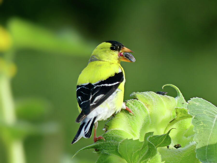 American Goldfinch Eats Sunflower Seeds Photograph by Lyuba Filatova