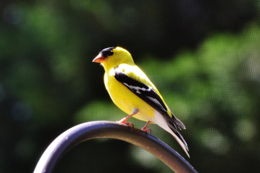 American Goldfinch Photograph by Eileen Brymer