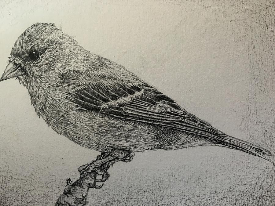 Nature Drawing - American Goldfinch by Emily Henderson