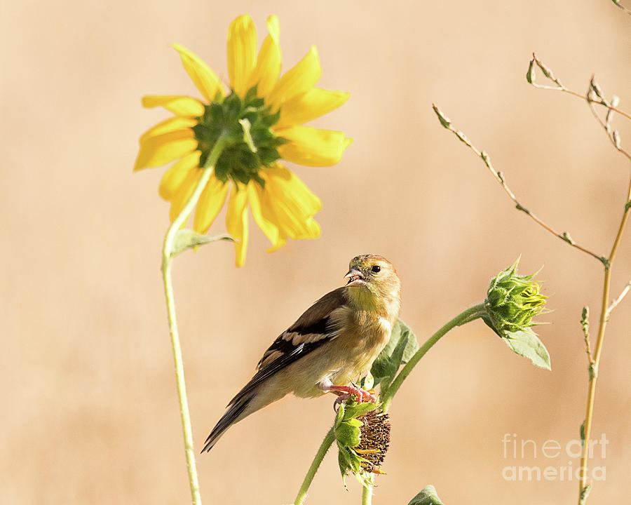 Finch Photograph - American Goldfinch Feeding on Sunflower Seeds by Dennis Hammer