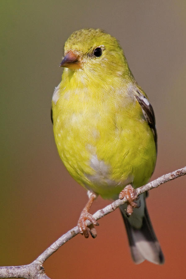 American Goldfinch  Female Photograph by Bob Decker