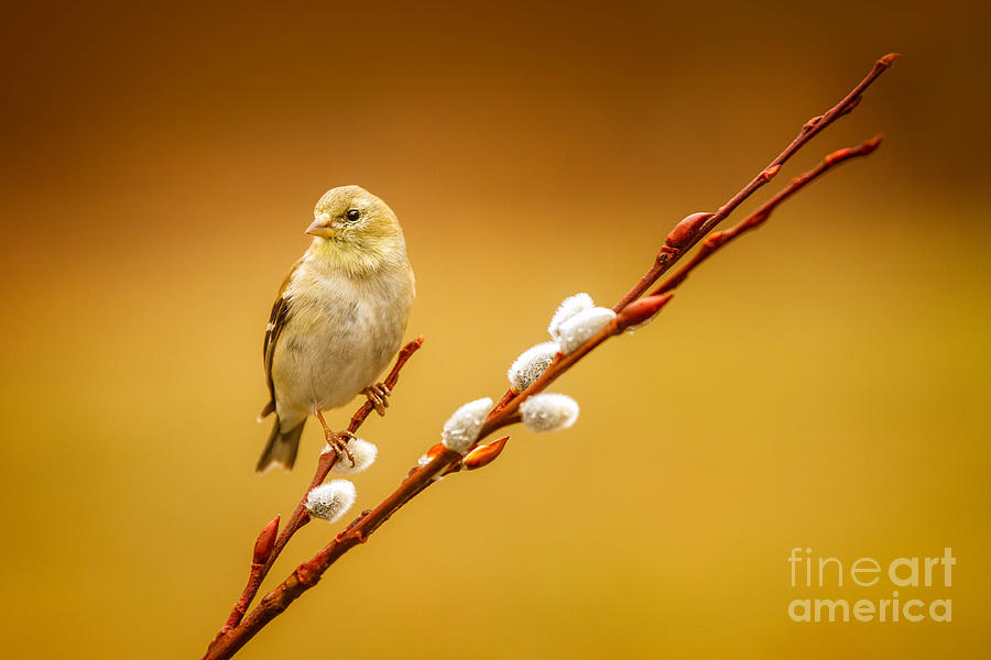 Nature Photograph - American Goldfinch Female by Todd Bielby