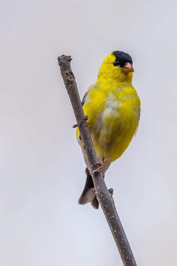 American Goldfinch Front Photograph by Paul Freidlund
