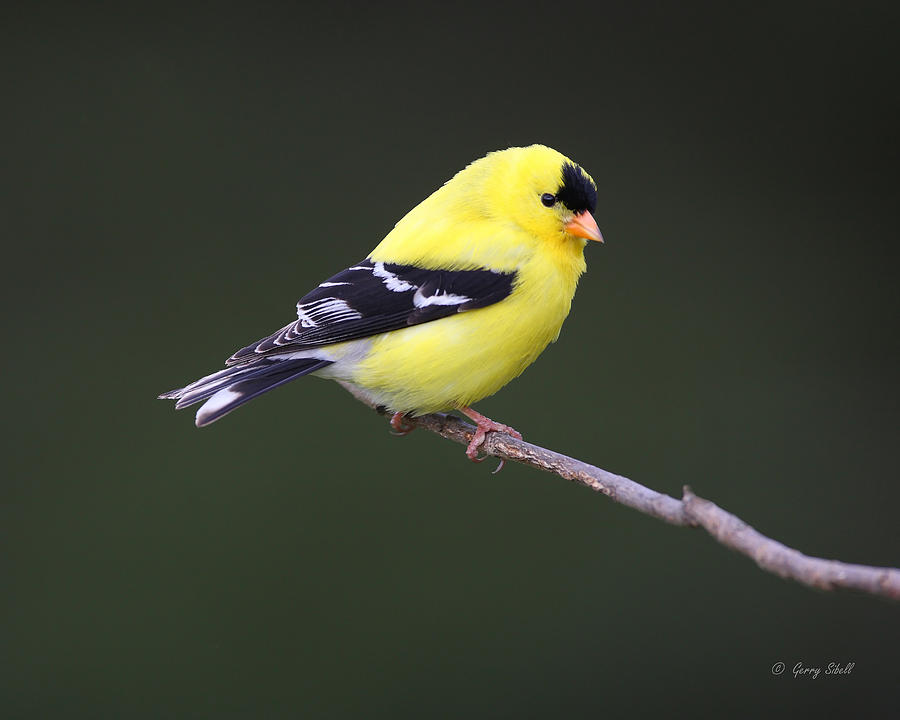American Goldfinch Photograph by Gerry Sibell