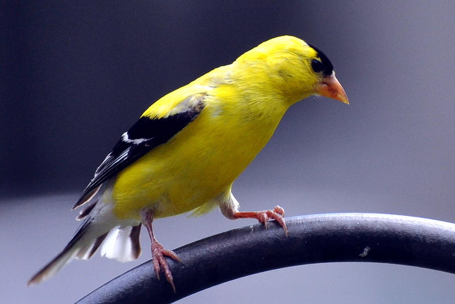 Nature Photograph - American Goldfinch by Glenn Gordon