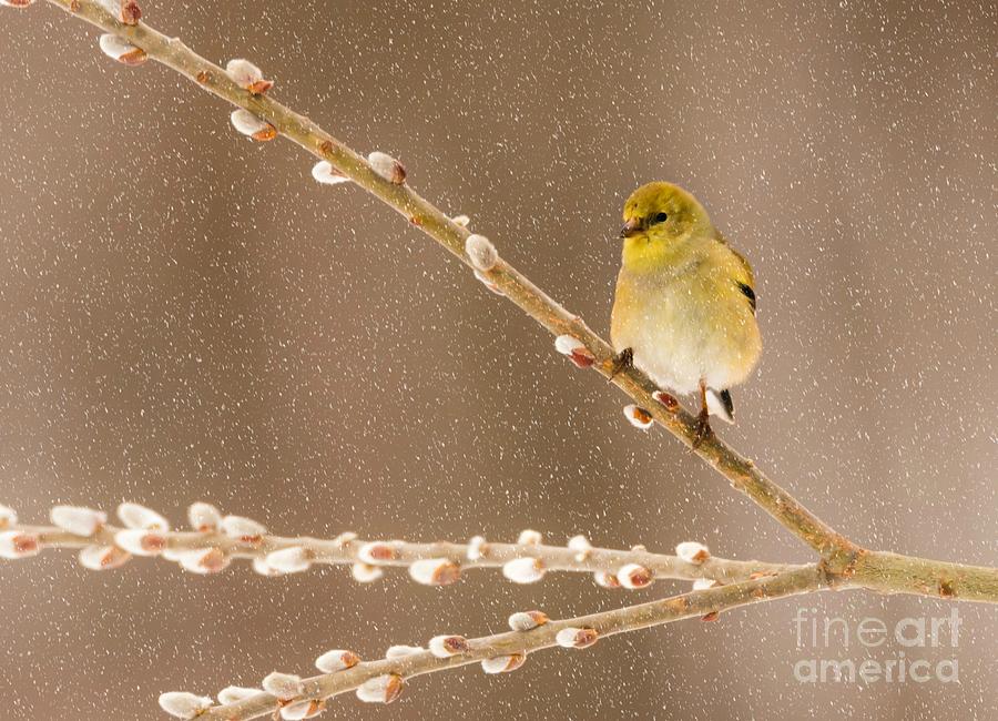 American Goldfinch Photograph by Heather Hubbard