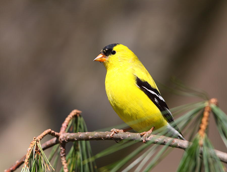 Bird Photograph - American Goldfinch II by Bruce J Robinson