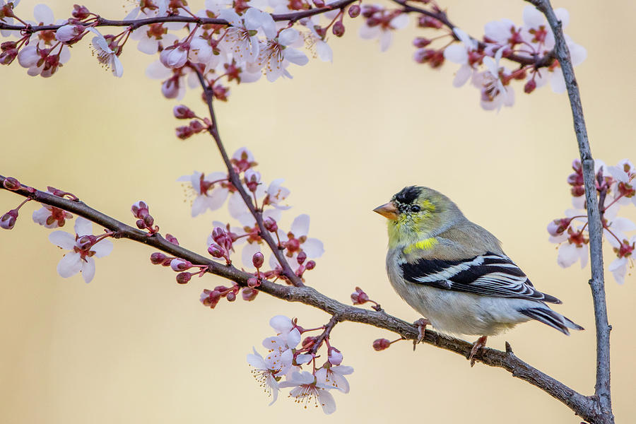 American Goldfinch in Flowering Plum Photograph by Mike Timmons - Pixels