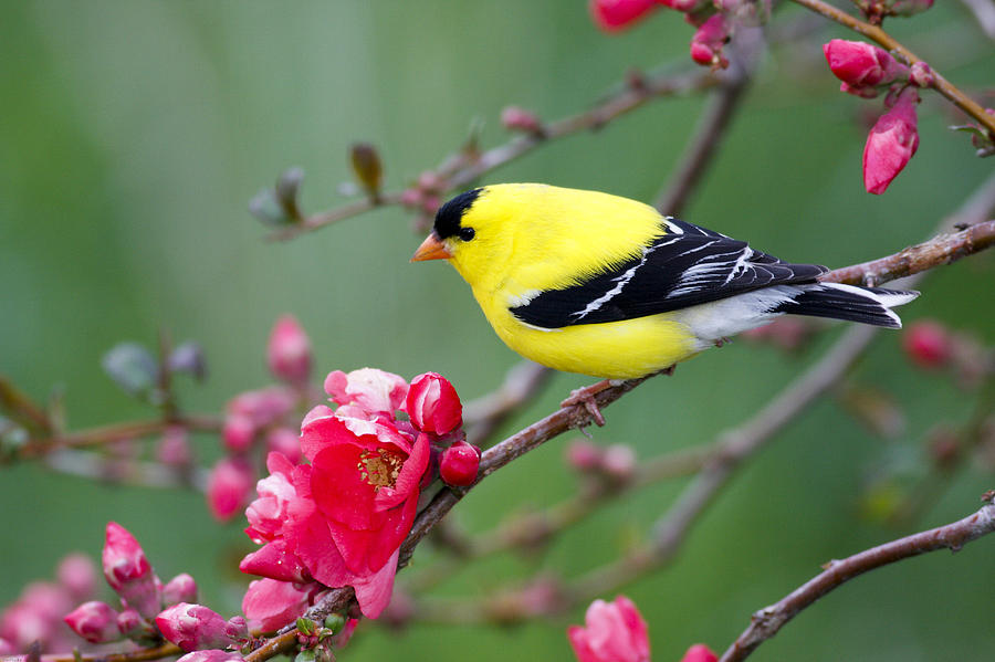 American Goldfinch in Pink Blossoms Photograph by Birds Only - Fine Art ...