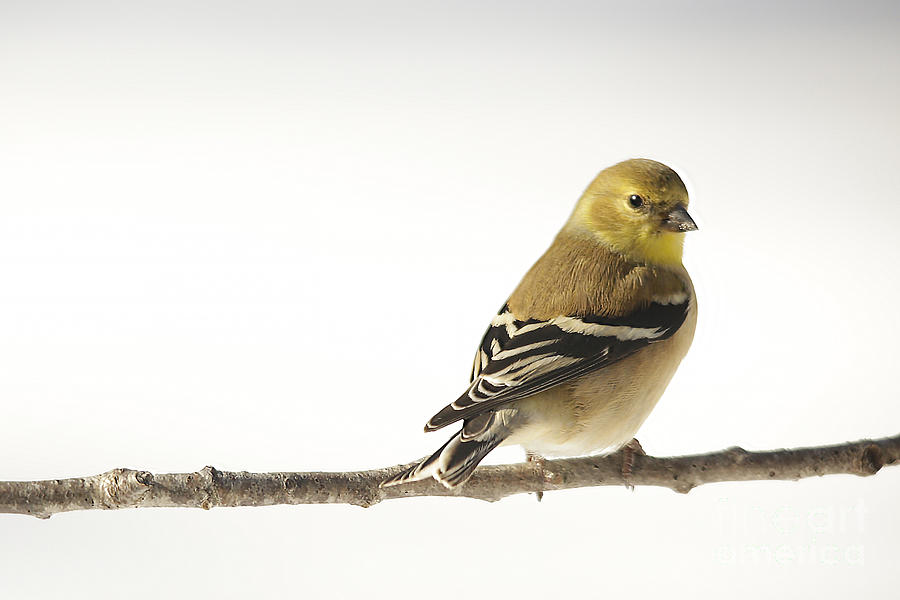 American Goldfinch in Snow Photograph by Jemmy Archer