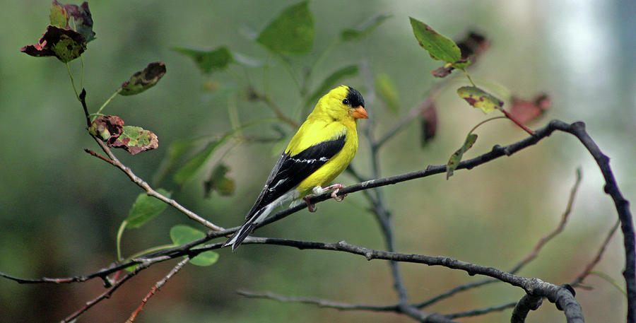 American Goldfinch Photograph by Ira Marcus