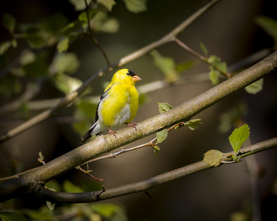 American Goldfinch Photograph by Jack R Perry