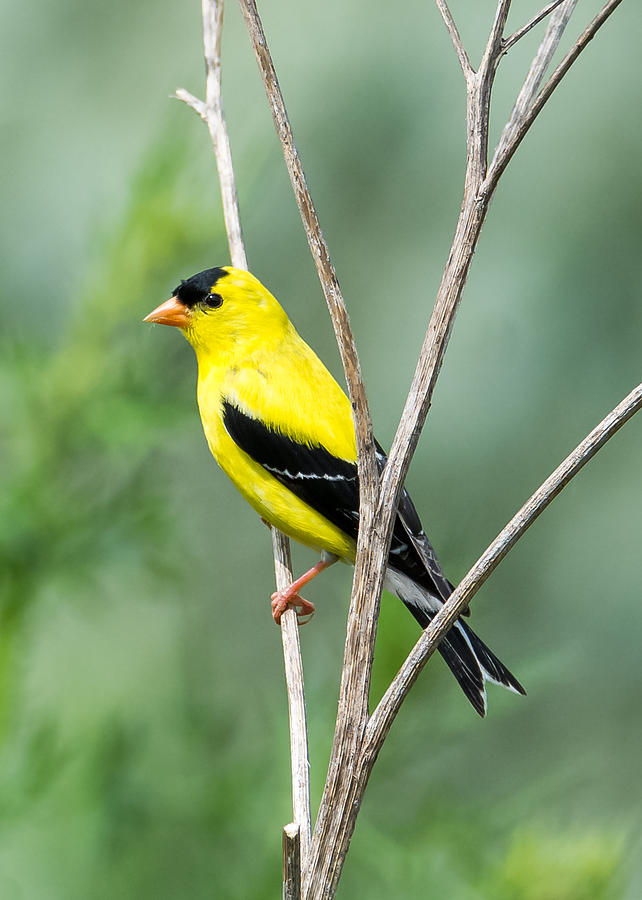 American Goldfinch    Photograph by Holden The Moment