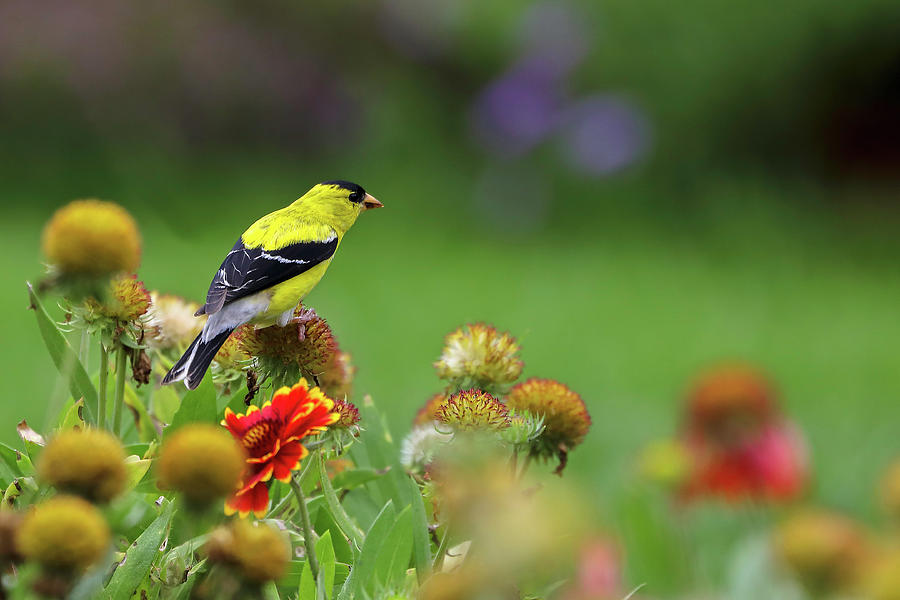 American Goldfinch Photograph by Juergen Roth