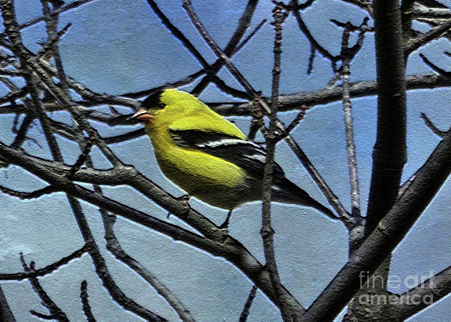 American Goldfinch Photograph by Lydia Holly