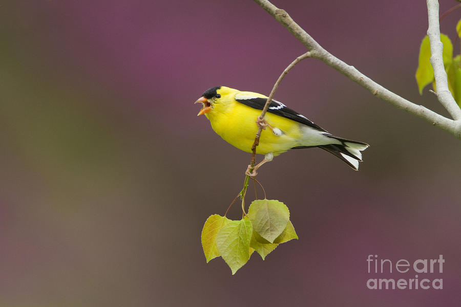 American Goldfinch Male Calling Photograph by Marie Read