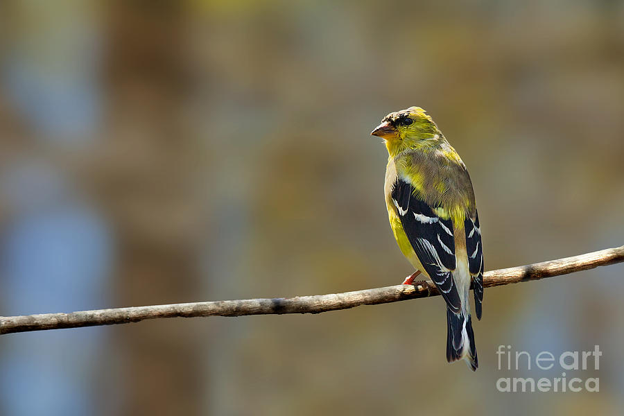 American Goldfinch Male Photograph by Jemmy Archer