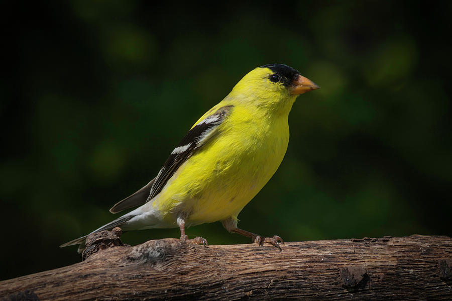 American Goldfinch male Photograph by Kenneth Cole