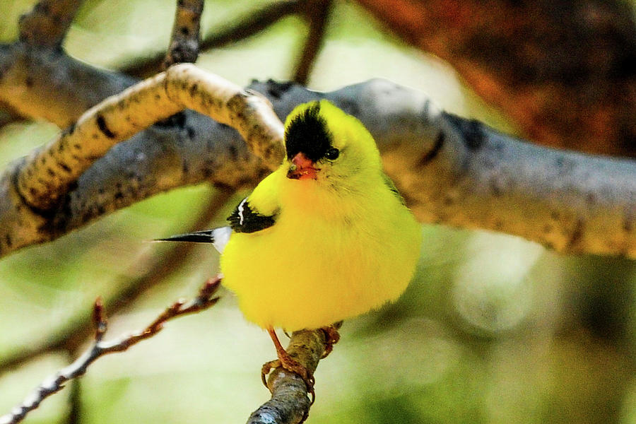American Goldfinch Photograph by Marilyn Burton