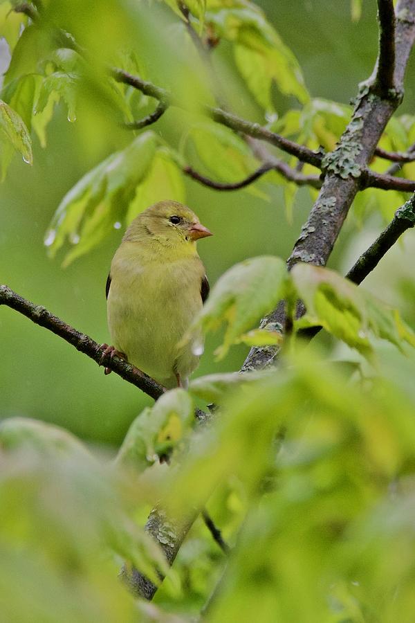 American Goldfinch Photograph by Michael Peychich