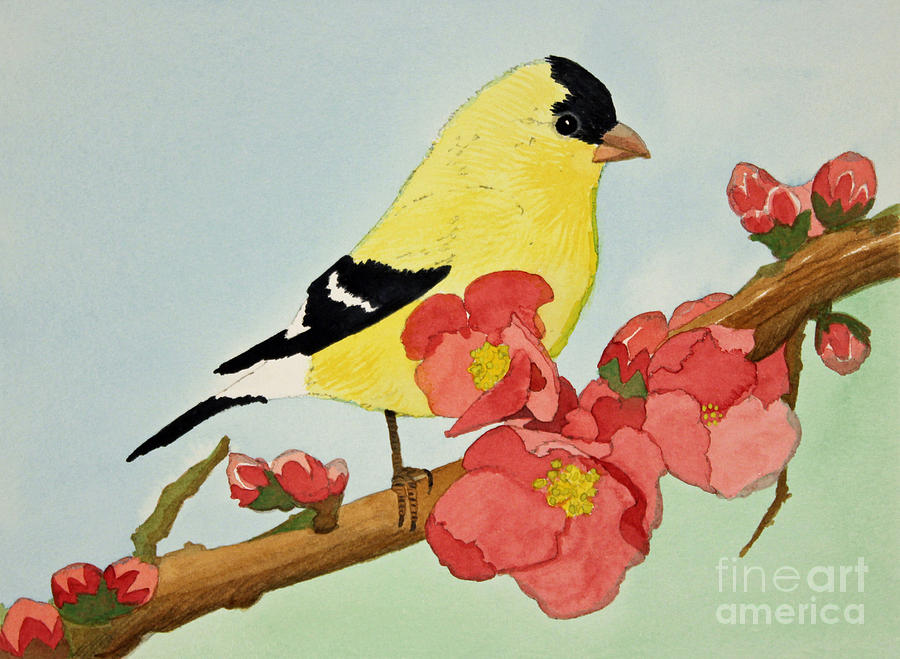 American Goldfinch Painting by Norma Appleton