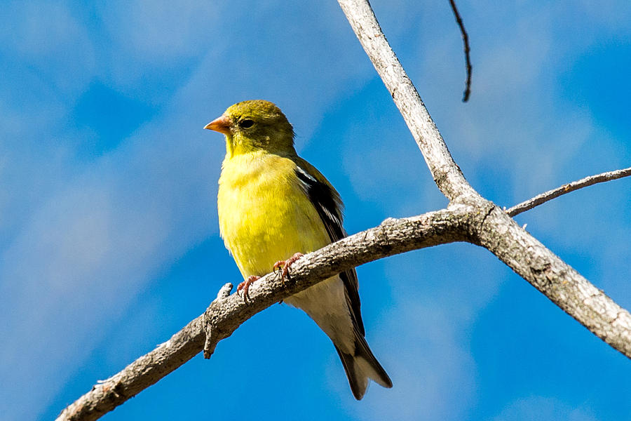 American Goldfinch on a branch Photograph by Paul Freidlund