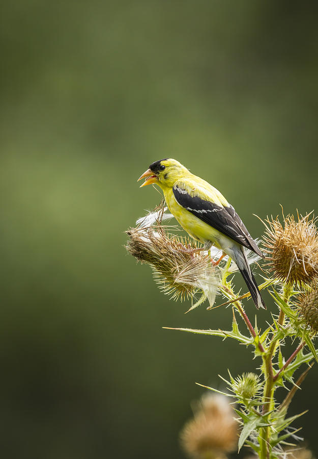 American Goldfinch On A Thistle 2013-2 Photograph by Thomas Young